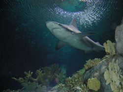 Shark -- Henry Doorly Zoo -- Omaha, NE by Amy Weiskopf 
